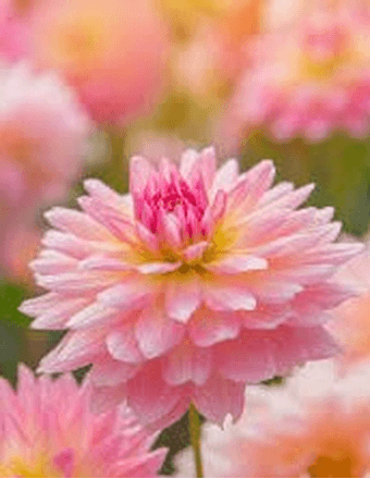 Ann Elizabeth Schoff Obituary