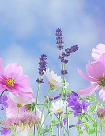 Elaine F. (Wilt) Bolbock Obituary