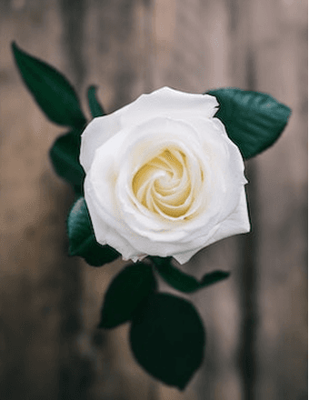 Ann Elizabeth Shearburn Obituary